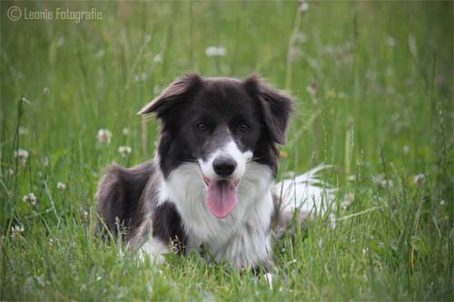 Bonnie_kopf2