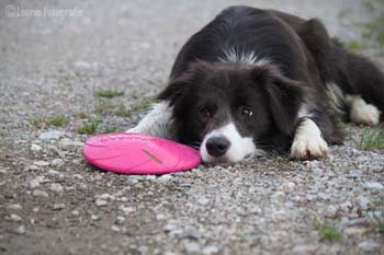 Bonnie_liegt_frisbee